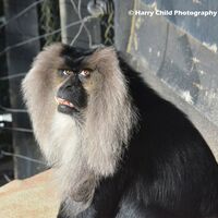 Macaque 2