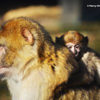Macaque and Infant