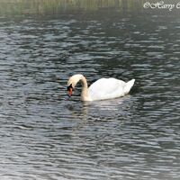 Majestic White Swan