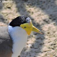Masked Lapwing