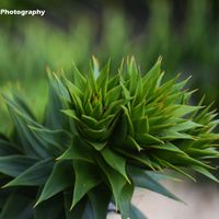 Monkey Puzzle Tree Branch 1