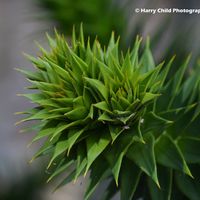 Monkey Puzzle Tree Branch 2