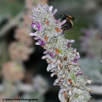 Nectar Taker 2