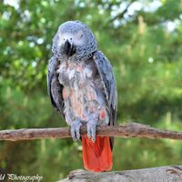 Parrot 1