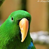 Parrot 2