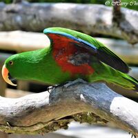 Parrot 3