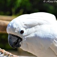 Parrot 4