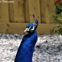 Peacock 1