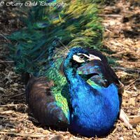 Peacock 2