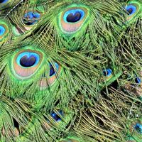 Peacock Feathers