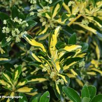 Privet Bush