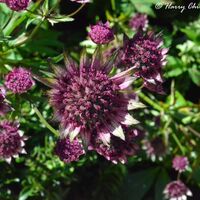 Purple Great Masterwort
