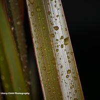 Raindrops 2