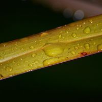 Raindrops 3
