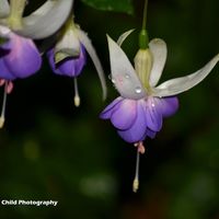 Raindrops 2