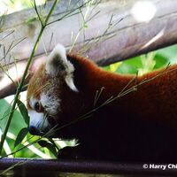 Red Panda