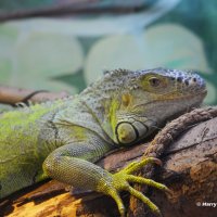 Green Iguana