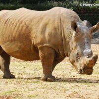 Rhino