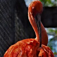 Scarlet Ibis