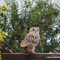 Siberian Eagle Owl 10