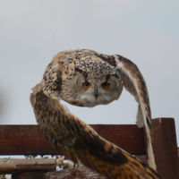 Siberian Eagle Owl 11