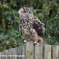 Siberian Eagle Owl 11