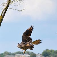 Siberian Eagle Owl 12