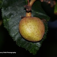 Sweet Chestnut