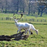 The Alpha White Deer