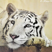 The Glaring White Tiger