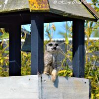 The Lookout