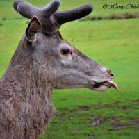 The Rude Deer