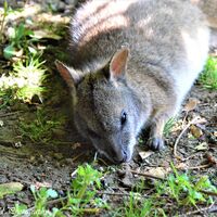 The Sleeping Wallaby
