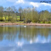 The Swan's Lake