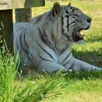 The Tired White Tiger