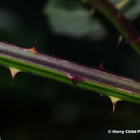 Thorns