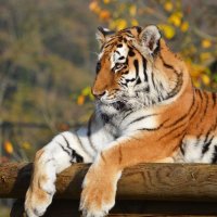 Tigress 1
