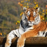Tigress 2