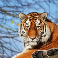 Tigress 3