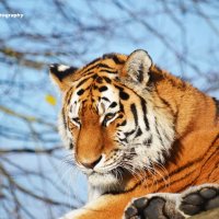 Tigress 4