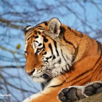 Tigress 5