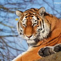 Tigress 6