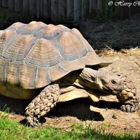 Tortoise