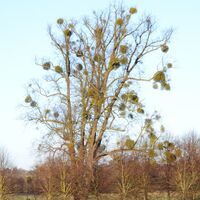 Tree of Wisdom