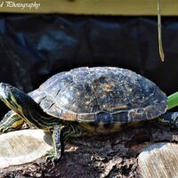 Turtle