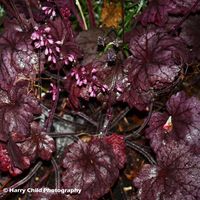 Twilight Leaves