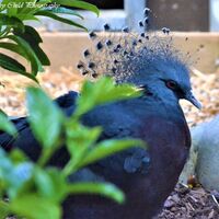 Victoria Crowned Pigeon
