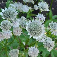 White Great Masterwort