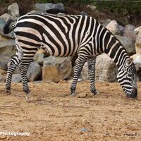 Zebra