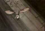 Barn Owl - Early Morning Hunt
